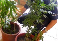 W gminie Stegna ponownie zlikwidowano uprawę marihuany