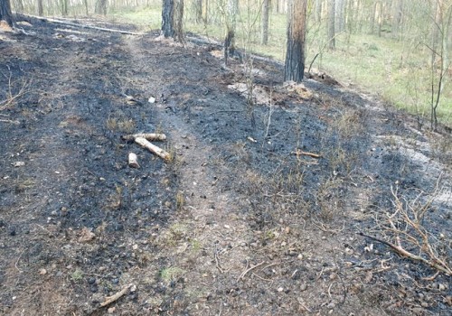 Pożar lasu w Kątach Rybackich