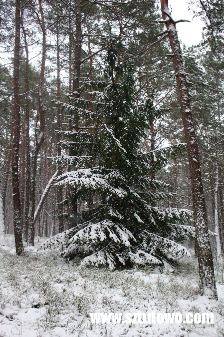 Zima 2016 w gminie Sztutowo, fot. 34/42
