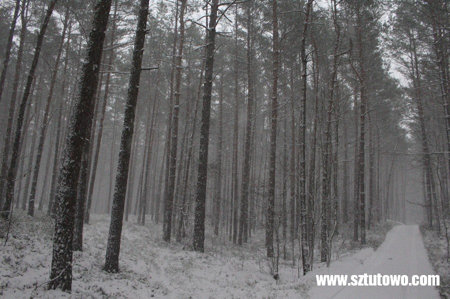 Zima 2016 w gminie Sztutowo, fot. 40/42