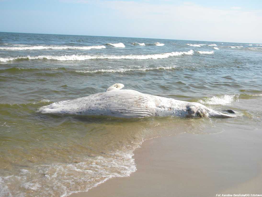 Wieloryb na plaży w gminie Sztutowo, fot. 2/3