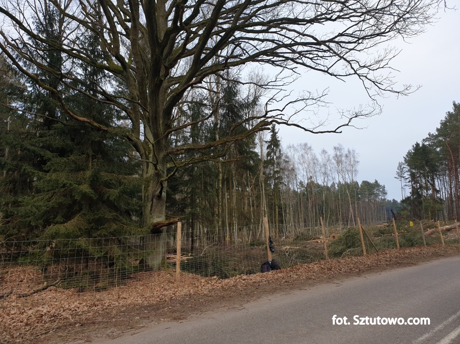 Wycinka drzew na miejscu Przekopu Mierzei Wiślanej 17.02.2019 - godz. 15:00, fot. 2/31
