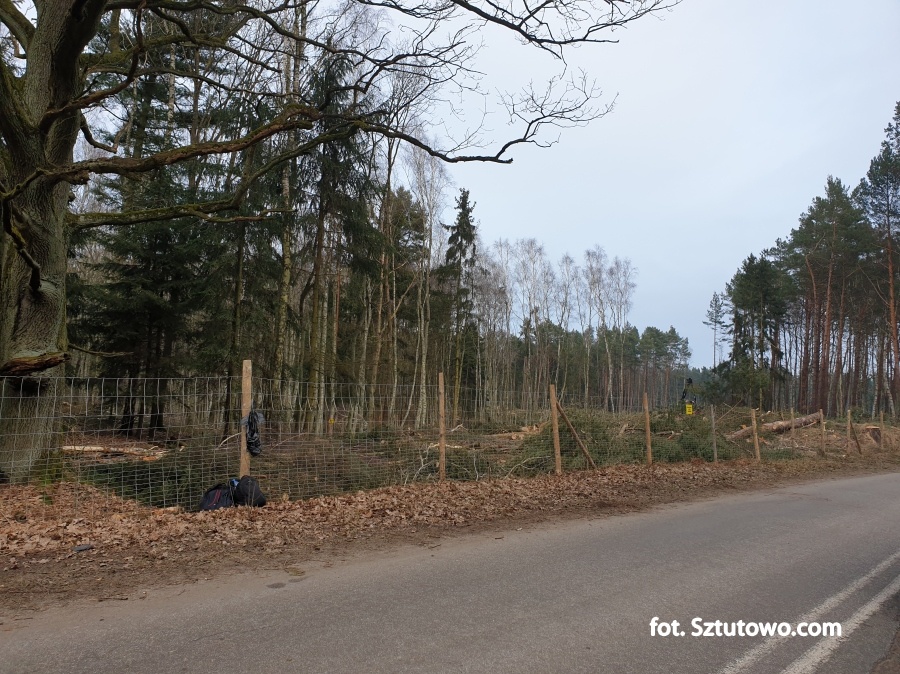 Wycinka drzew na miejscu Przekopu Mierzei Wiślanej 17.02.2019 - godz. 15:00, fot. 3/31