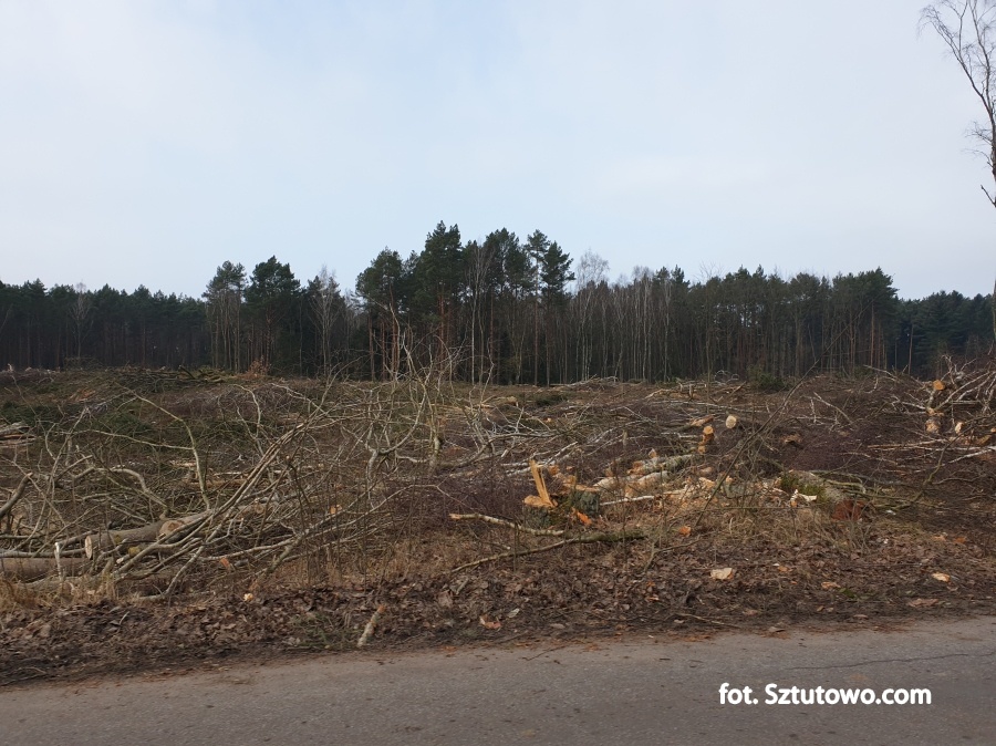 Wycinka drzew na miejscu Przekopu Mierzei Wiślanej 17.02.2019 - godz. 15:00, fot. 9/31