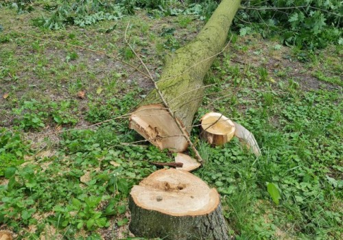 Wycinka w Parku Publicznym w Sztutowie. W tajemnicy wycięto kilkadziesiąt konarów i drzew