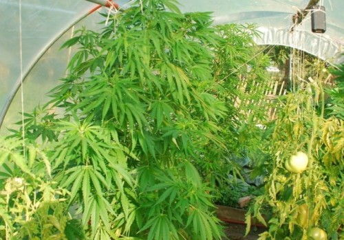 Kąty Rybackie: hodował marihuanę w ogródku warzywnym