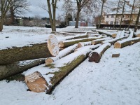 Park w Sztutowie został zniszczony. Trwa wycinka wszystkich drzew
